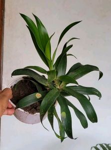 Pack 2 Portulaca grandiflora &amp; Callisia Fragrans: