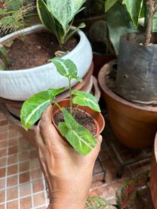 Healthy Syngonium Plant
