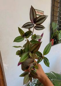 Pack 2 Zebronics &amp;Tradescantia fluminensis Pl