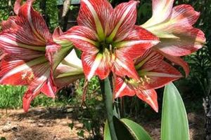 Amaryllis Bulb