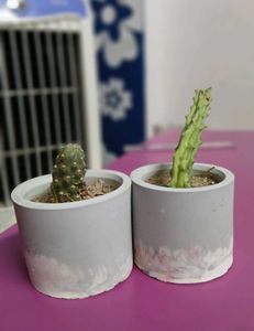 Cute Mini Cactus Pots Set