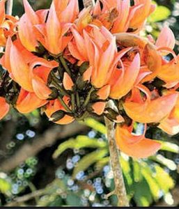 Palash Flowers