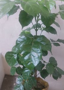 China Doll / Redermachera Plant