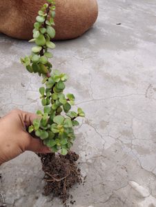 1Jade &amp; Leaf Plant