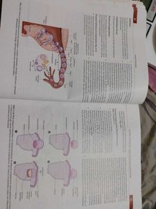 Inderbir Singh's Human Embryology