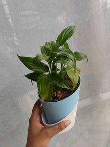 Peace Lily In Self Watering Pot