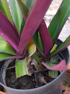 rheo plant 🌱