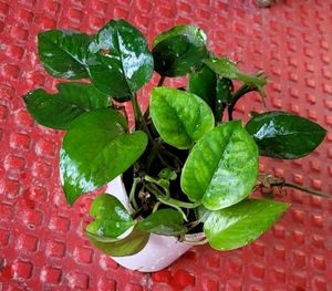 Money Plant 🌵&amp; Pot