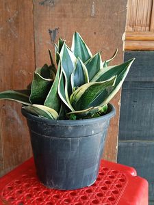 Snake Plant (1year+)