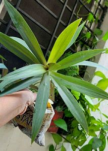 Combo Moses in the Cradle Plants 🌵