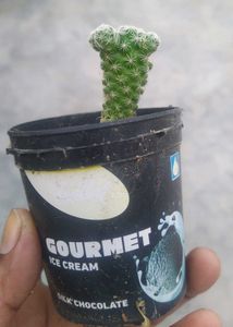 Rare And Expensive Cactus Plant