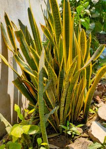 big verigeted snake plants