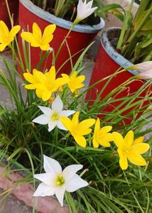 Rain lily flower seed multicolour