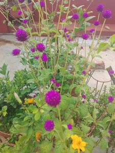 Purple Globe Amaranth Flowers
