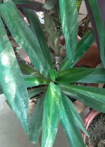 Rooted Rio Plant