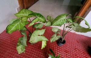 Pack 2 arrowhead plant 🌵 &amp; pot