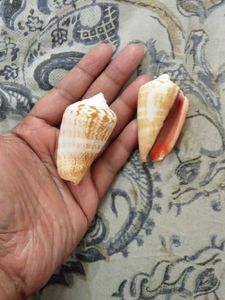 2 strawberry conch ,strombidae