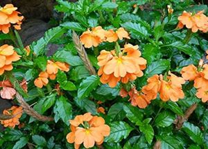 Sale! crossandra / firecracker seed( kanakambaram)