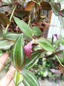 Plants for garden