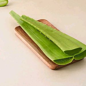 Fresh Aloe Vera Leaves