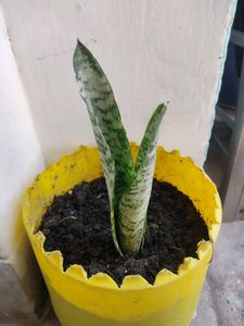 COMBO ALOEVERA&amp; SNAKE PLANTS