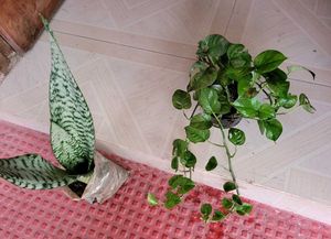 Set 2 Dwarf Snake Plant &amp; Money Plants🪴