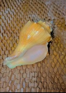 Natural Seashell Decor