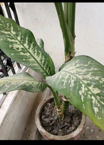 5 Plant with Rooted