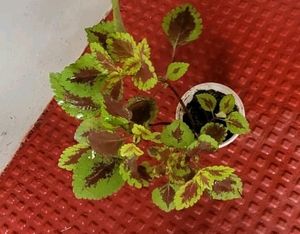 Set 2 Arrowhead &amp; Coleus Plants &amp; Pot