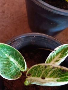 Thai Caladium And Mix Varieties Of Plants
