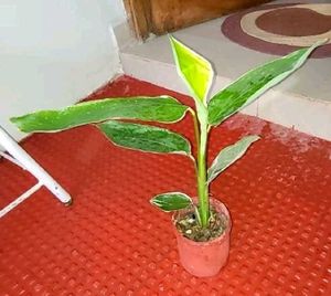Set 2 Never..&amp; Pandanus veitchii Plant 🪴&amp; Pot