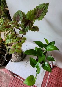 4 Set Plants🪴