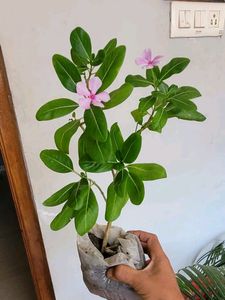 Pack 2 Arrowhead &amp; Pink Sadafuli Plant's