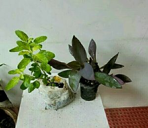 Pack 2 Tulsi &amp; Purple Heart ❤️ Plants