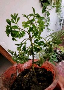 3 Set  Ming Aralia Pana &amp; Money &amp; Bear Plants