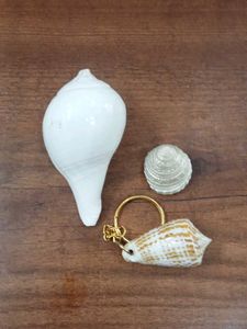Seashell Collection & Keychain