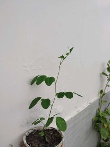 Combo Of aprajita plant And Wedelia