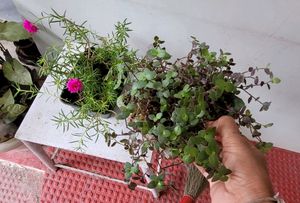 Pack 2.Portulaca grandiflora &amp; Pilea Depressa Pla