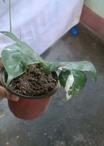 Beautiful epipremnum pinnatum albo Plant