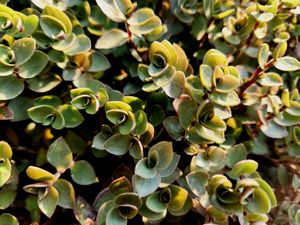 Turtle Vine