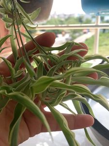 Green and White Spider Plant (four)