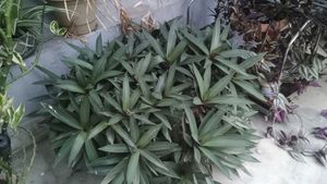 Beautiful Assorted Houseplants