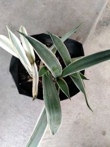 beautiful  plants for home