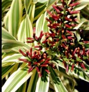 🌵Pandanus veitchii Plant 🪴 &amp; Pot
