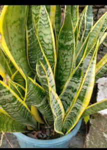 Snake Plant with Yellow Edges pack of 1