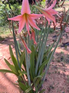 Amar Lily  3 Plants With Bulb