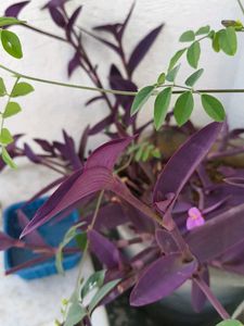 Purple Heart Plant