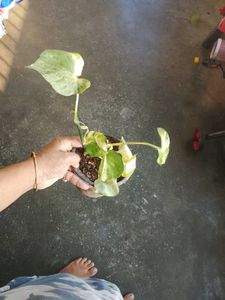 Manjula pothos 2 plants