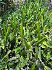 Dragon Fruit Cuttings/Sampling