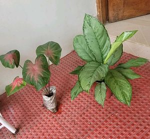 set 2 dieffenbachia segulne &amp; UJJAISEEDS